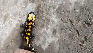 Nadir Semender, Şehirde Görüldü!